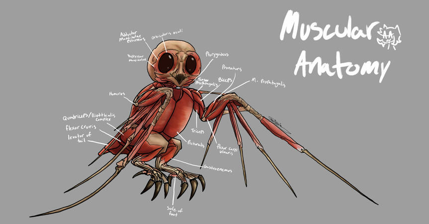Creature: "Mothettle" Muscular system